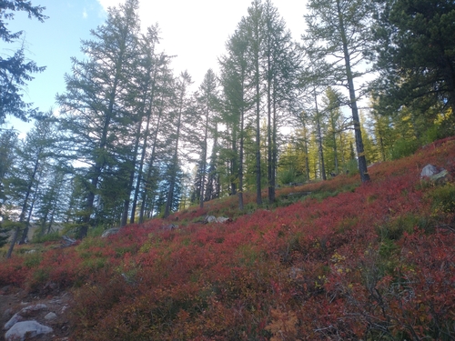 Stewart's Loop