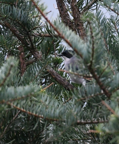 Black-headed Sibia