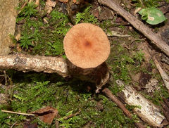 Collybiopsis subnuda