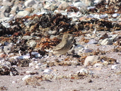 Geositta cunicularia