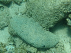 Holothuria whitmaei