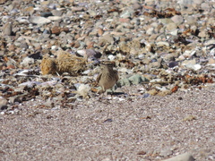 Geositta cunicularia