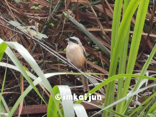 Long-tailed Shrike