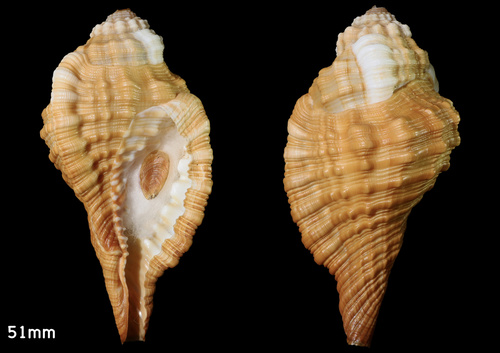 trigonal hairy triton