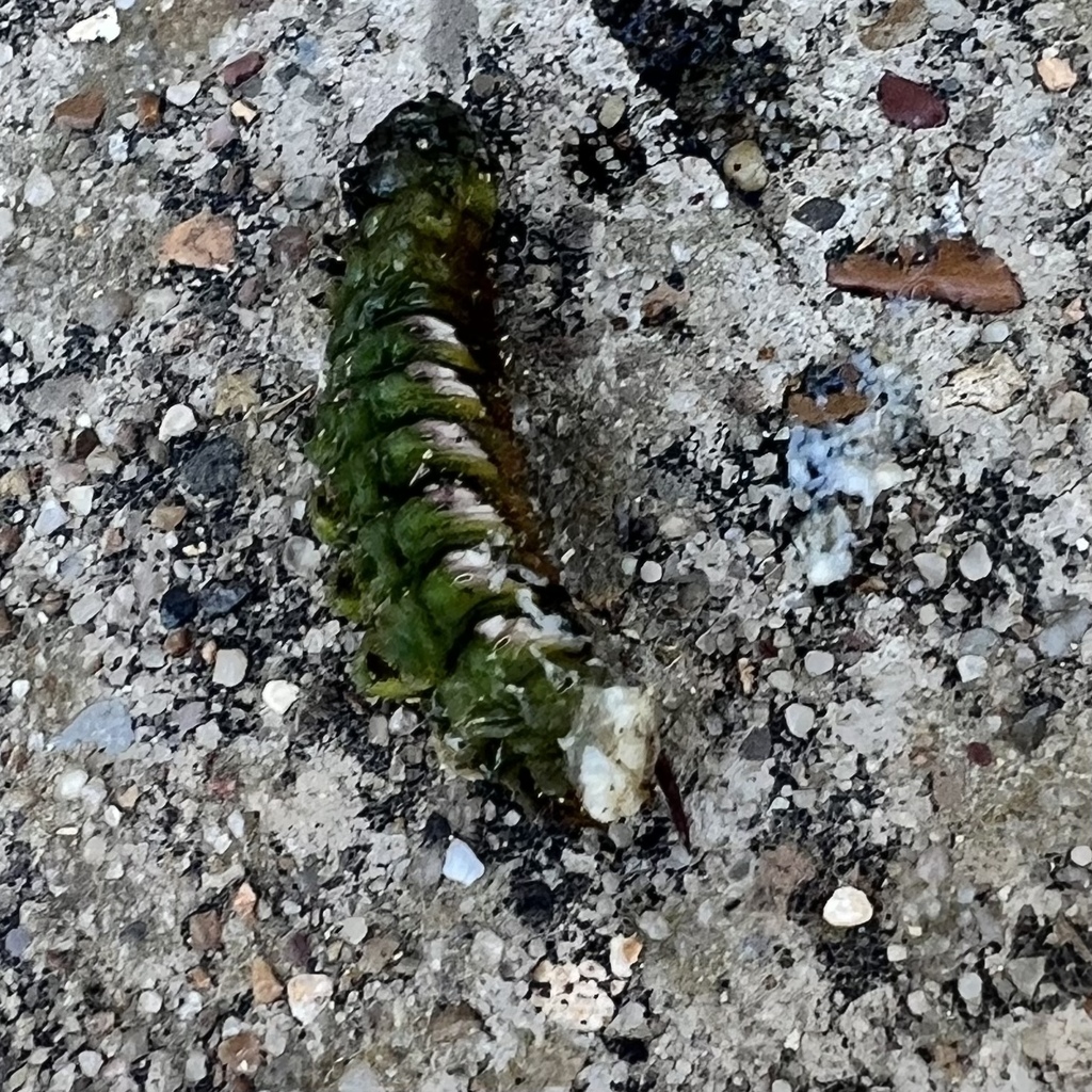 Pawpaw Sphinx from Winscott Rd, Fort Worth, TX, US on October 5, 2024 ...