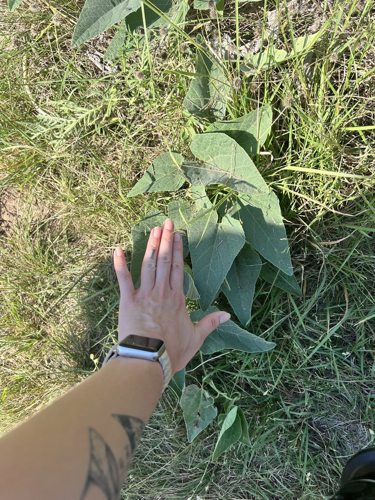Buffalo Gourd from Winscott Rd, Fort Worth, TX, US on October 5, 2024 ...