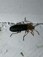 Neopyrochroa flabellata