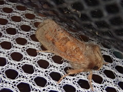 Acrolophus plumifrontella