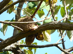 Zeyheria tuberculosa