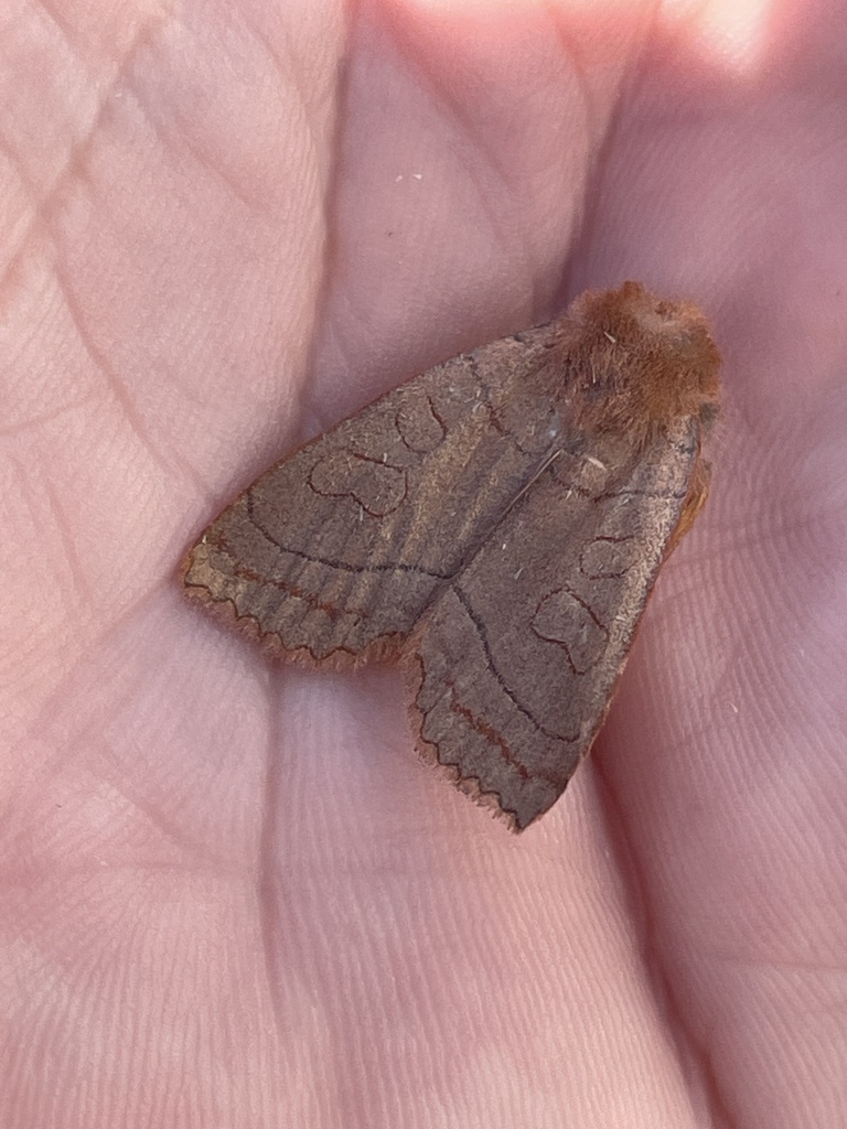 Unsated Sallow