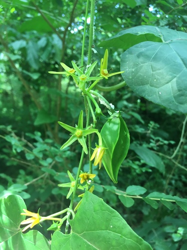 Gonolobus suberosus var. granulatus