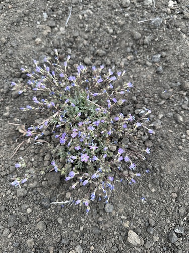 Image of Gilia salticola by (c) Matt Berger, some rights reserved (CC BY)
