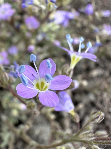 Image of Gilia salticola by (c) Matt Berger, some rights reserved (CC BY)