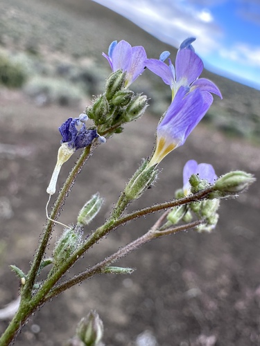 Image of Gilia salticola by (c) Matt Berger, some rights reserved (CC BY)
