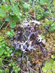 Masonhalea richardsonii