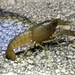 Procambarus fallax - Photo (c) Joshua Sands, algunos derechos reservados (CC BY-NC), subido por Joshua Sands
