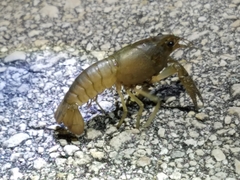 Procambarus fallax
