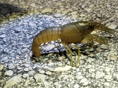 Procambarus fallax