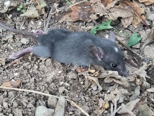 Black Rat