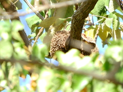 Zeyheria tuberculosa
