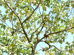 Zeyheria tuberculosa