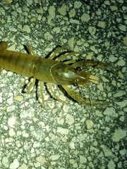 Procambarus fallax