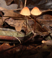 Marasmius fulvoferrugineus