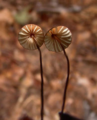 Marasmius fulvoferrugineus