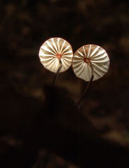 Marasmius fulvoferrugineus