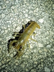 Procambarus fallax