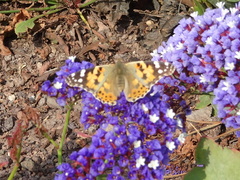 Vanessa cardui