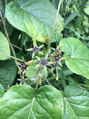 Gonolobus suberosus suberosus