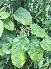 Gonolobus suberosus suberosus