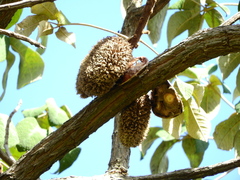 Zeyheria tuberculosa