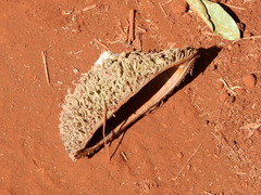 Zeyheria tuberculosa