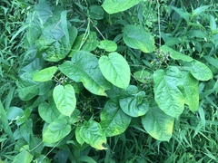 Gonolobus suberosus suberosus