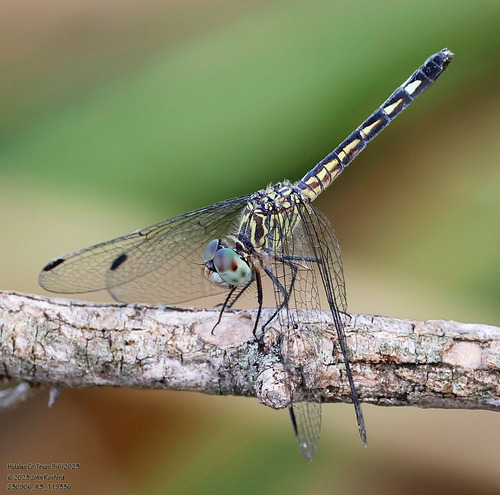 Spot-tailed Dasher photo 5