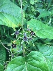 Gonolobus suberosus suberosus