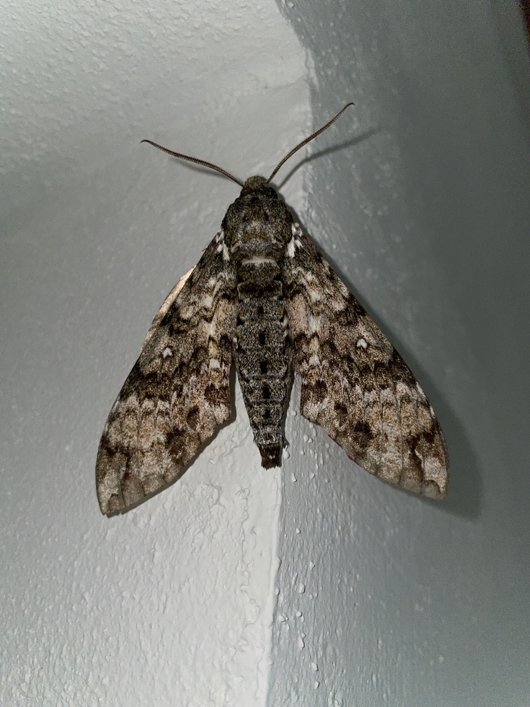 Manduca gueneei
