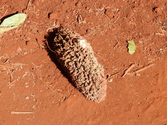 Zeyheria tuberculosa