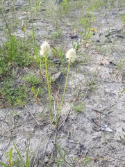Allium schoenoprasum