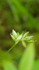 Carex tenuiflora