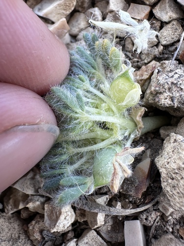 Image of Lupinus uncialis by (c) Matt Berger, some rights reserved (CC BY)