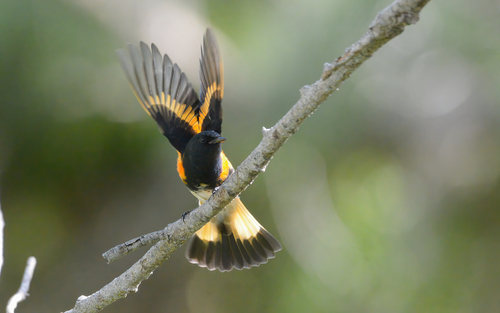 American Redstart, photo 10 of 10