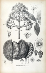 Zeyheria tuberculosa