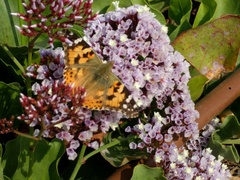 Vanessa cardui