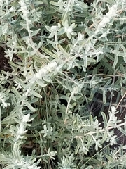 Buddleja scordioides