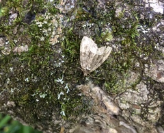 Protodeltote muscosula