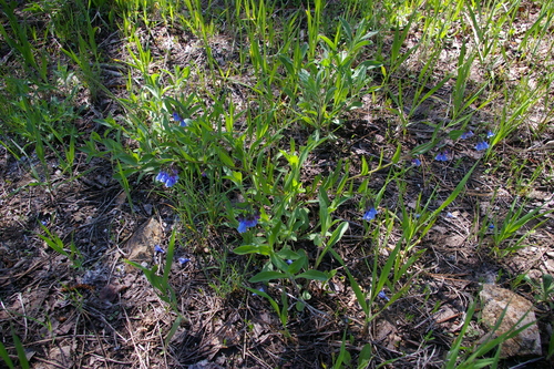 Image of Prairie Bluebells (Mertensia lanceolata) by no rights reserved