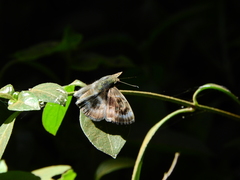 Lepidoptera